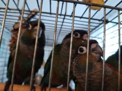 mláďata pyrury červenobřichého (perlata)