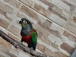 mláďata pyrury červenobřichého (perlata)