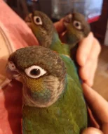 mláďata pyrury červenobřichého (perlata)