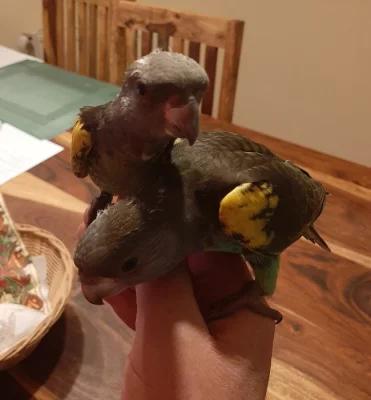 papoušek žlutotemenný (meyeri)