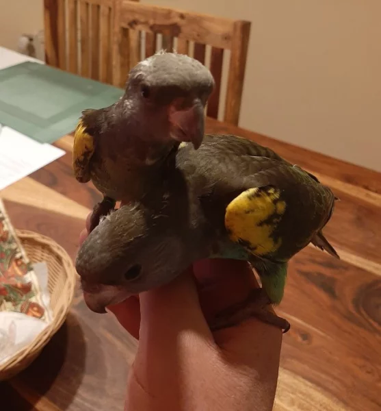 papoušek žlutotemenný (meyeri)