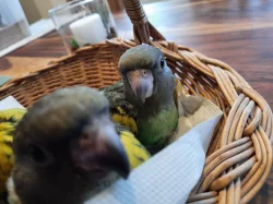 papoušek žlutotemenný (meyeri)