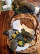 papoušek žlutotemenný (meyeri)