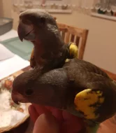 papoušek žlutotemenný (meyeri)