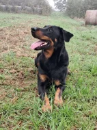 Beauceron s PP Rokycany