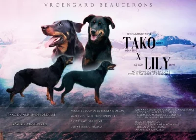 Beauceron s PP Rokycany