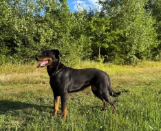 Beauceron s PP Rokycany