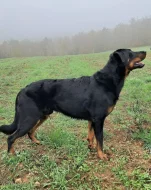 Beauceron s PP Rokycany