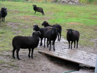 Jehňata ovce ouessantské