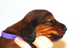 Štěňátka - jezevčík trpasličí dlouhosrstý