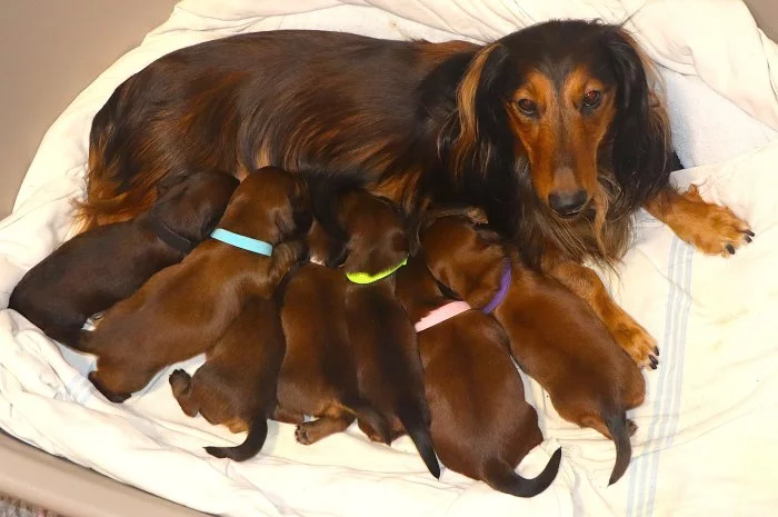 Štěňátka - jezevčík trpasličí dlouhosrstý