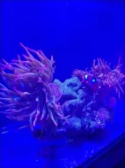 Mořské akvárium pro začátečníky