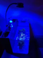 Mořské akvárium pro začátečníky