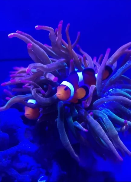 Mořské akvárium pro začátečníky