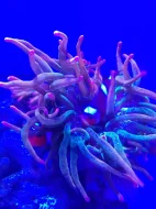 Mořské akvárium pro začátečníky