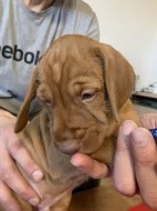 Maďarský drátosrstý ohař – 2 pejsci s PP