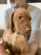 Maďarský drátosrstý ohař – 2 pejsci s PP