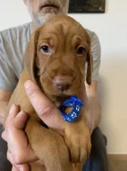 Maďarský drátosrstý ohař – 2 pejsci s PP