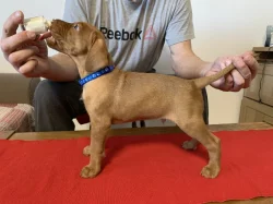 Maďarský drátosrstý ohař – 2 pejsci s PP