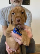 Maďarský drátosrstý ohař – 2 pejsci s PP