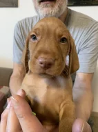 Maďarský drátosrstý ohař – 2 pejsci s PP