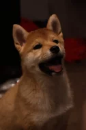 Shiba inu s PP