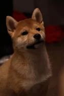 Shiba inu s PP