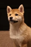 Shiba inu s PP