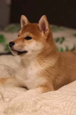 Shiba inu s PP