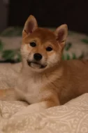Shiba inu s PP