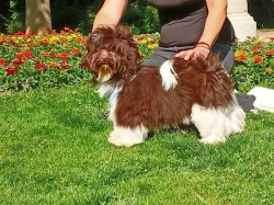 Havanský psík s PP