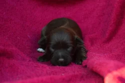 Havanský psík s PP