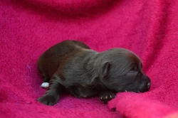 Havanský psík s PP