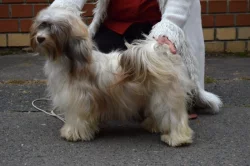 Havanský psík s PP