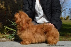 Havanský psík s PP - pejsek k rezervaci