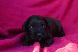 Havanský psík s PP - pejsek k rezervaci