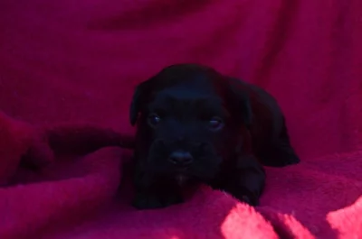 Havanský psík s PP - pejsek k rezervaci