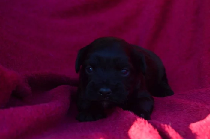 Havanský psík s PP - pejsek k rezervaci