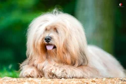 Havanský psík s PP - pejsek k rezervaci