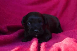 Havanský psík s PP - pejsek k rezervaci