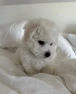 Prodáme štěňata bišonka frise s PP.