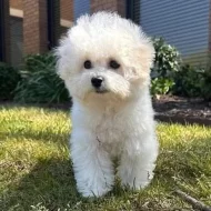 Prodáme štěňata bišonka frise s PP.