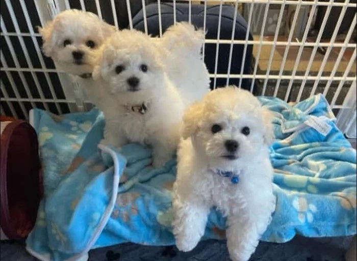 Prodáme štěňata bišonka frise s PP.