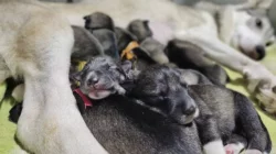 Štěňata západosibiřské lajky