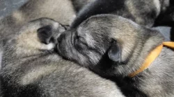 Štěňata západosibiřské lajky