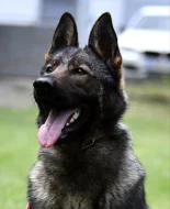 Německý ovčák štěnata s pp