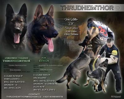 Německý Ovčák  s PP