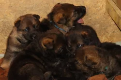 Německý Ovčák  s PP