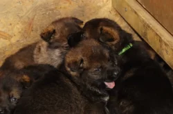 Německý Ovčák  s PP