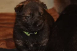 Německý Ovčák  s PP